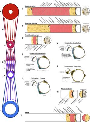 Vascular Heterogeneity With a Special Focus on the Hepatic Microenvironment